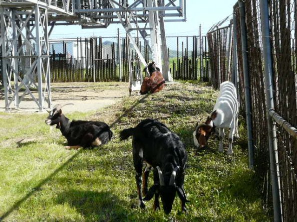 Goats